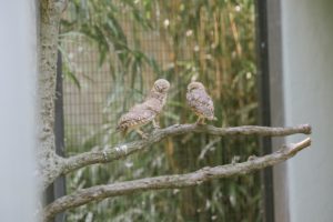 animals owls animal lovers zoo Bronx Zoo Wedding Animal Lovers Keystone Endangered Species Environmentalists No Waste Wedding