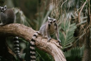 lemur animal zoo Bronx Zoo Wedding Animal Lovers Keystone Endangered Species Environmentalists No Waste Wedding